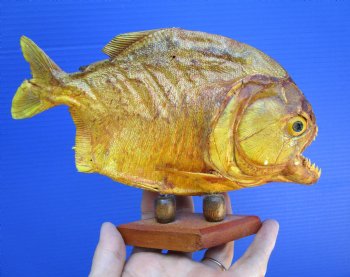 Taxidermy Piranha Fish on Wooden Base (9.25x6) - Buy this for $64.99