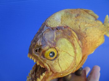 Taxidermy Piranha Fish on Wooden Base (9.25x6) - Buy this for $64.99