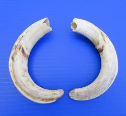 Pair of Warthog Ivory Tusks (8.50, 8.75") - Buy these for $64.99