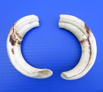 Pair of Warthog Ivory Tusks (8.50, 8.75") - Buy these for $64.99