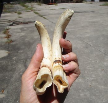 Pair of Warthog Ivory Tusks (8.50, 8.75") - Buy these for $64.99