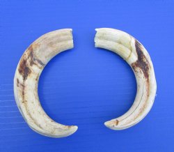 Pair of Warthog Ivory Tusks (8-3/8, 8-7/8") - Buy these for $64.99