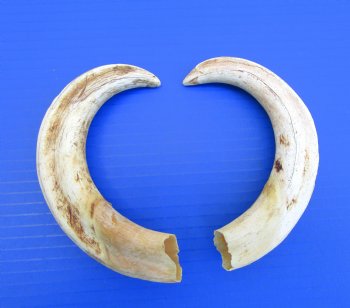 Pair of Warthog Ivory Tusks (8-3/8, 8-7/8") - Buy these for $64.99