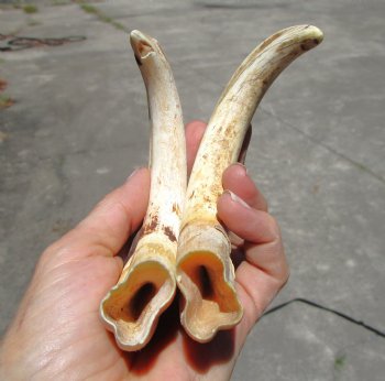 Pair of Warthog Ivory Tusks (8-3/8, 8-7/8") - Buy these for $64.99