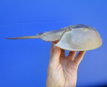 One Large Sun Dried Molted Atlantic Horseshoe Crab (11-3/8x5-1/4) - $19.99