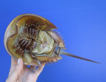 One Large Sun Dried Molted Atlantic Horseshoe Crab (11-3/8x5-1/4) - $19.99