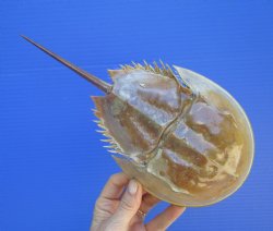One Large Sun Dried Molted Atlantic Horseshoe Crab (11x5) - $19.99