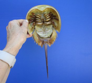 One Large Sun Dried Molted Atlantic Horseshoe Crab (11x5) - $19.99