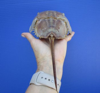 One Large Sun Dried Molted Atlantic Horseshoe Crab (11x5) - $19.99