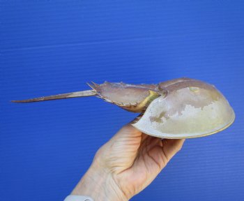 One Large Sun Dried Molted Atlantic Horseshoe Crab (11x5) - $19.99