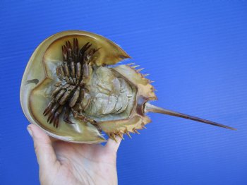 One Large Sun Dried Molted Atlantic Horseshoe Crab (11x5) - $19.99