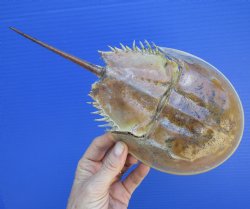 One Large Sun Dried Molted Atlantic Horseshoe Crab (11x5) - $19.99
