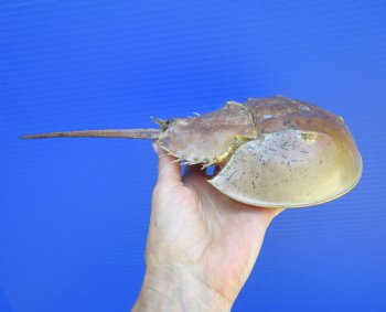 One Large Sun Dried Molted Atlantic Horseshoe Crab (11x5) - $19.99