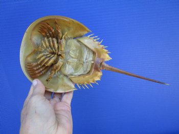 One Large Sun Dried Molted Atlantic Horseshoe Crab (11x5) - $19.99