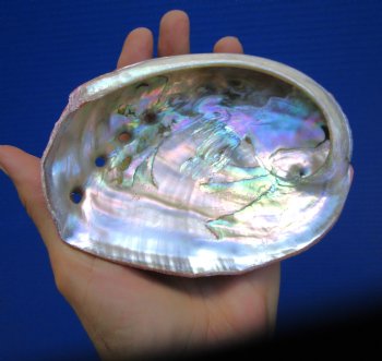5-inches Natural Red Abalone Shell - Buy this for $14.99