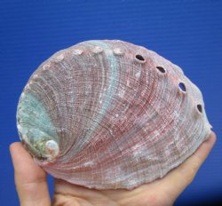 5-1/2-inches Natural Red Abalone Shell - Buy this for $14.99