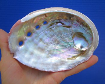5-1/2-inches Natural Red Abalone Shell - Buy this for $14.99