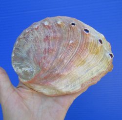 5-7/8-inches Natura...