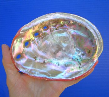 5-7/8-inches Natural Red Abalone Shell - Buy this for $14.99