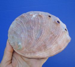 5-3/4-inches Natura...