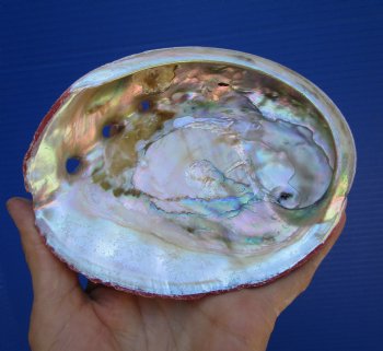 5-3/4-inches Natural Red Abalone Shell - Buy this for $14.99