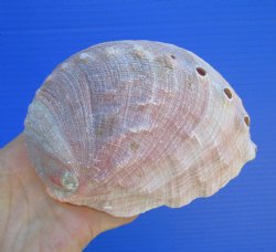5-3/4 inches Natura...