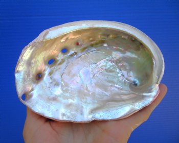 5-3/4 inches Natural Red Abalone Shell - Buy this for $14.99