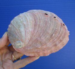 5-1/4 inches Natura...