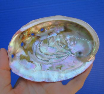 5-1/4 inches Natural Red Abalone Shell - Buy this for $14.99