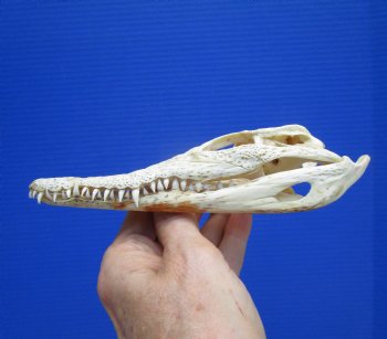 6-1/2" Nile Crocodile Skull  (Grade B Quality) (CITES #P000045227) -  Buy this for $59.99