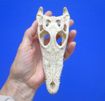 6-1/2" Nile Crocodile Skull  (Grade B Quality) (CITES #P000045227) -  Buy this for $59.99