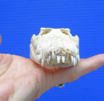 6-1/2" Nile Crocodile Skull  (Grade B Quality) (CITES #P000045227) -  Buy this for $59.99