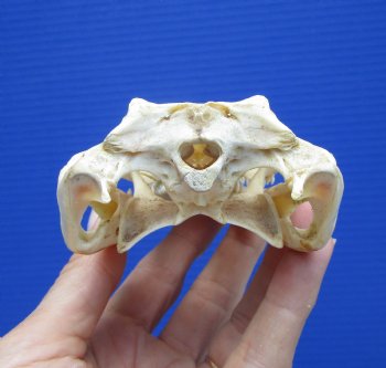6-1/2" Nile Crocodile Skull  (Grade B Quality) (CITES #P000045227) -  Buy this for $59.99
