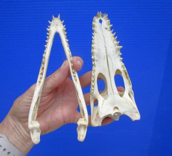 6-1/2" Nile Crocodile Skull  (Grade B Quality) (CITES #P000045227) -  Buy this for $59.99