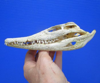 6-5/8" Nile Crocodile Skull  (Grade B Quality) (CITES #P000045227) -  Buy this for $59.99