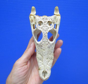 6-5/8" Nile Crocodile Skull  (Grade B Quality) (CITES #P000045227) -  Buy this for $59.99