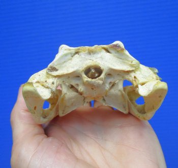 6-5/8" Nile Crocodile Skull  (Grade B Quality) (CITES #P000045227) -  Buy this for $59.99