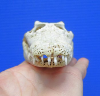 6-5/8" Nile Crocodile Skull  (Grade B Quality) (CITES #P000045227) -  Buy this for $59.99