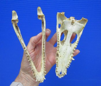 6-5/8" Nile Crocodile Skull  (Grade B Quality) (CITES #P000045227) -  Buy this for $59.99