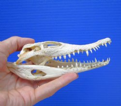 6" Nile Crocodile Skull  (Grade B Quality) (CITES #P000045227) -  Buy this for $59.99