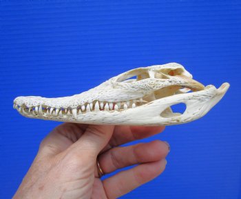6" Nile Crocodile Skull  (Grade B Quality) (CITES #P000045227) -  Buy this for $59.99