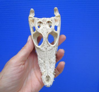 6" Nile Crocodile Skull  (Grade B Quality) (CITES #P000045227) -  Buy this for $59.99
