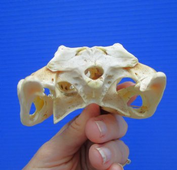 6" Nile Crocodile Skull  (Grade B Quality) (CITES #P000045227) -  Buy this for $59.99