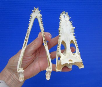 6" Nile Crocodile Skull  (Grade B Quality) (CITES #P000045227) -  Buy this for $59.99