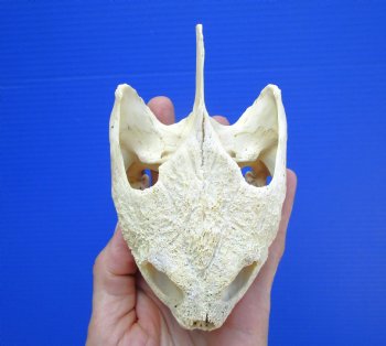Authentic Snapping Turtle Skull (5-1/4x3-1//8)- Buy this one for $49.99