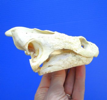 Authentic Snapping Turtle Skull (5-1/4x3-1//8)- Buy this one for $49.99