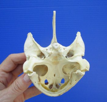 Authentic Snapping Turtle Skull (5-1/4x3-1//8)- Buy this one for $49.99