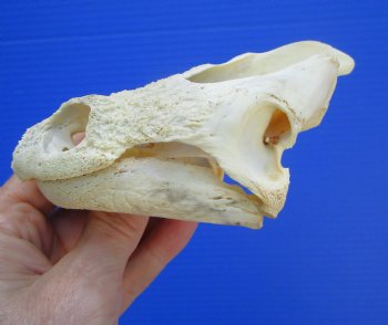 Authentic Snapping Turtle Skull (5-1/4x3-1//8)- Buy this one for $49.99