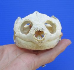 Authentic Snapping Turtle Skull (5.25X3.25)- Buy this one for $49.99