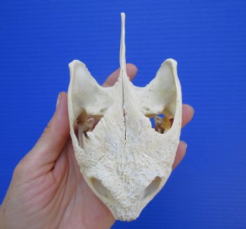 Authentic Snapping Turtle Skull (5.25X3.25)- Buy this one for $49.99